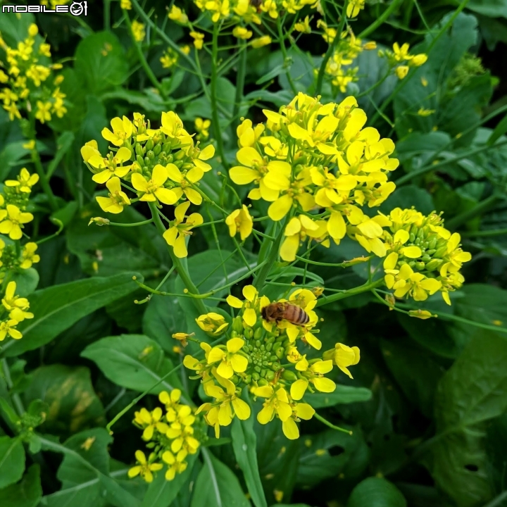 油菜花 台南市學甲區光華里 03/09