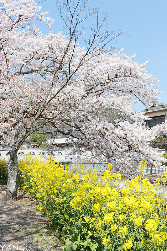 【京都】山科疏水,櫻花、油菜花與疏水道組成的美麗景色