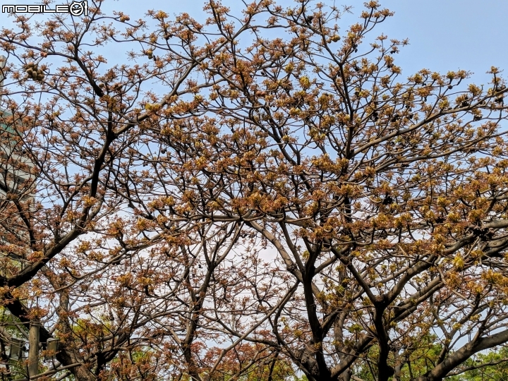 掌葉蘋婆 台南市東區林森路一段 03/17