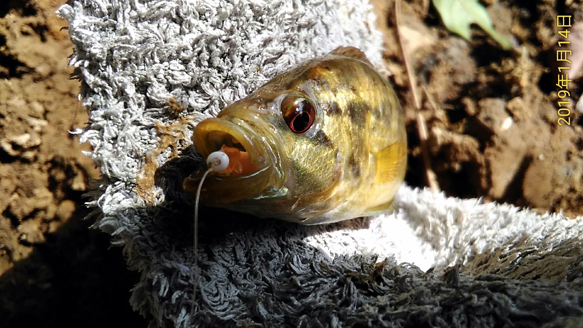 請問這是什麼淡水魚?