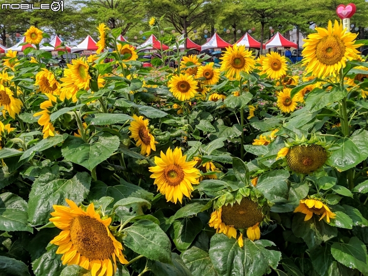 油菜花 台南市學甲區光華里 03/09