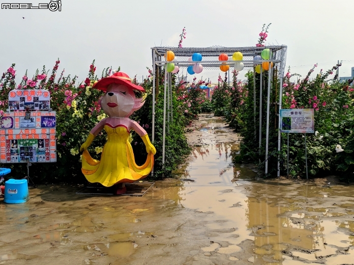 油菜花 台南市學甲區光華里 03/09