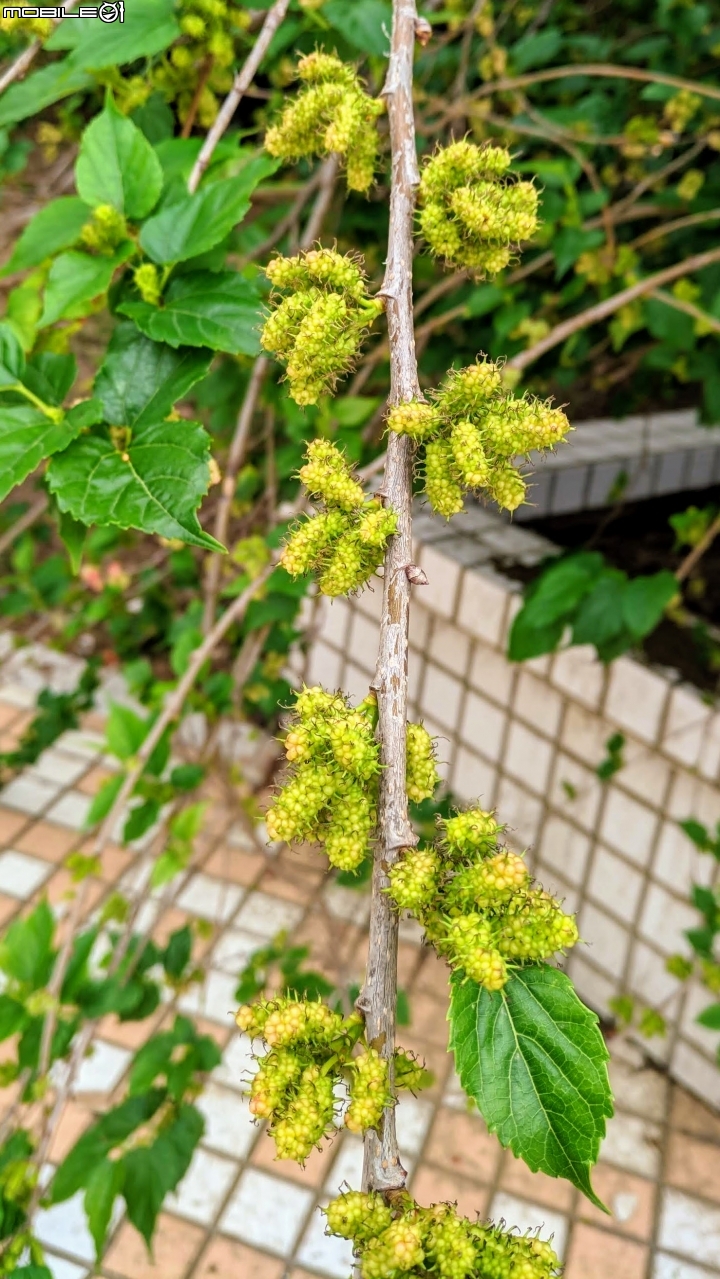 小葉欖仁 台南市安平區城平路 03/10