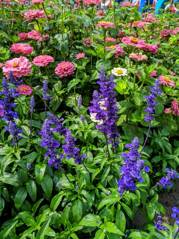 油菜花 台南市學甲區光華里 03/09