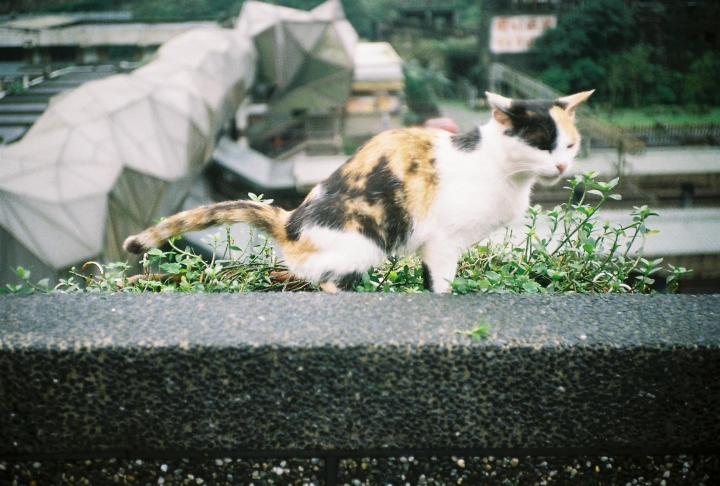 [Canon Prima Zoom Shot]瑞芳火把節[Kodak 400]