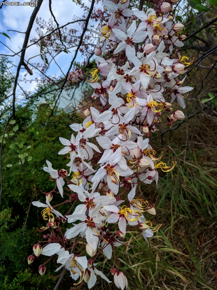 花旗木 台南市永康區忠孝運動公園 03/03