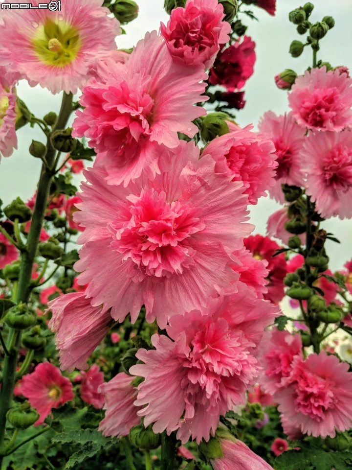 油菜花 台南市學甲區光華里 03/09