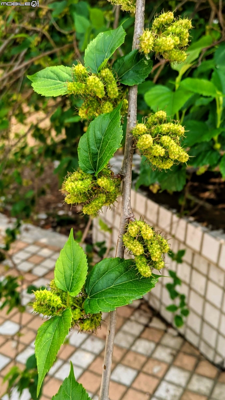 小葉欖仁 台南市安平區城平路 03/10