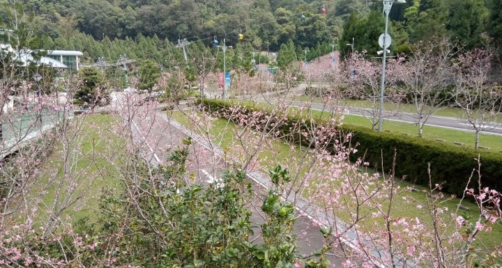 春遊-櫻花旅