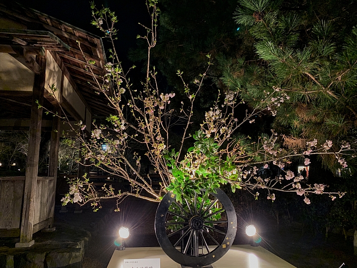 [京都]櫻花2019滿開第一發搶先看＆最新情報！拍照by iPhone XS MAX, Moto one