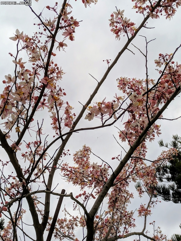 串錢柳+龍柏 台南市佳里區佳福寺 03/16