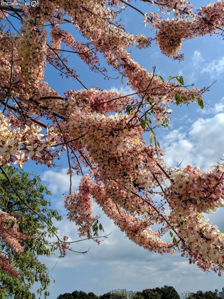 花旗木 台南市永康區忠孝運動公園 03/03