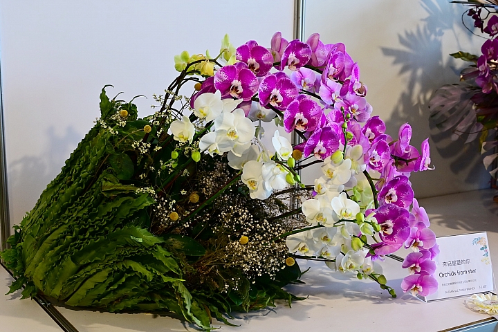 38婦女節快樂，歡迎大家來台南後壁區參觀2019台灣國際蘭展。