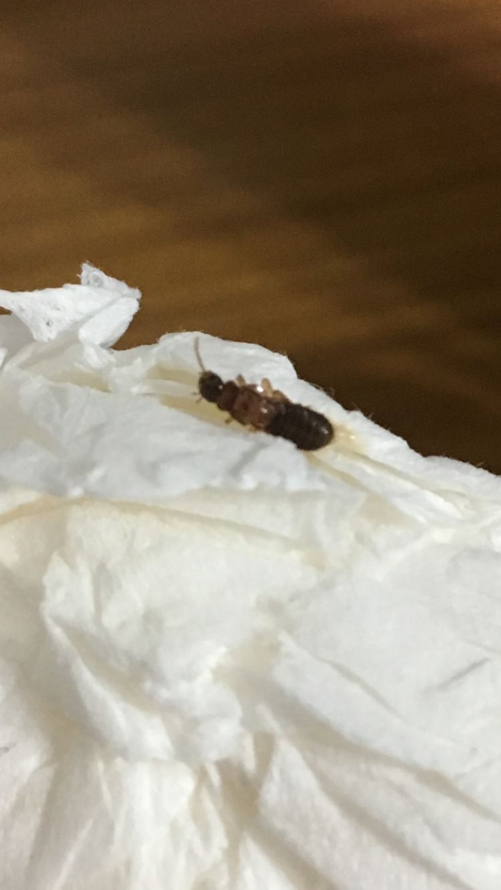 請問這是什麼蟲
