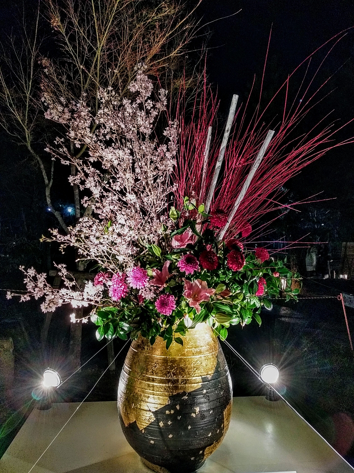 [京都]櫻花2019滿開第一發搶先看＆最新情報！拍照by iPhone XS MAX, Moto one