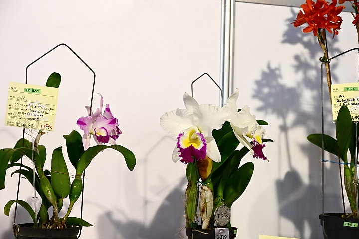 38婦女節快樂，歡迎大家來台南後壁區參觀2019台灣國際蘭展。