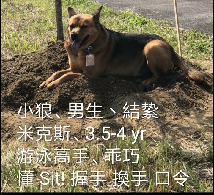 2小3大可愛狗尋找有緣新主人