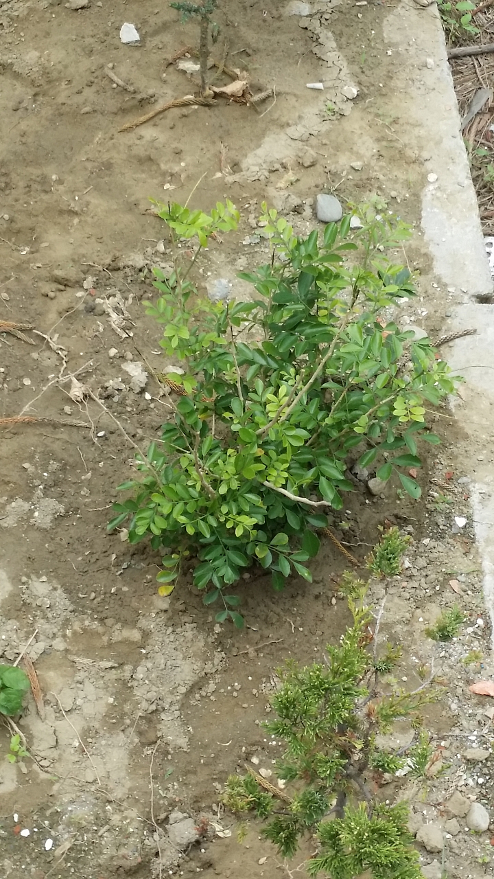 家後方被種植植物