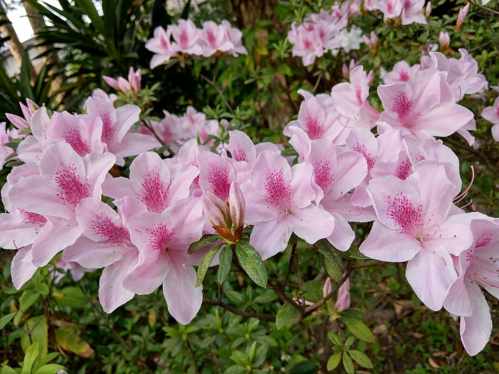 台大校園杜鵑花季~HTC U12+攝影