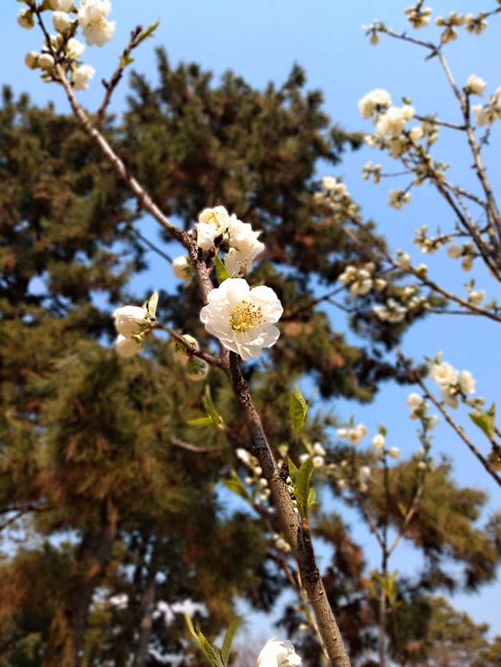 [京都]櫻花2019滿開第一發搶先看＆最新情報！拍照by iPhone XS MAX, Moto one