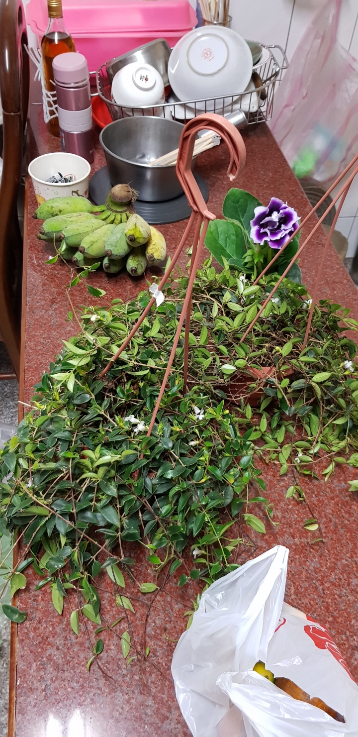花檯無排水，花要怎麼種