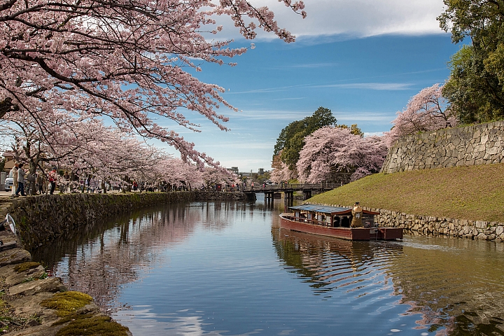 【日本關西　知名賞花景點】令人感動的美景！關西地方的賞櫻景點