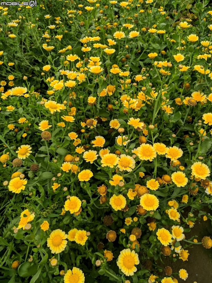 茼蒿花 台南市學甲區光華里 03/16