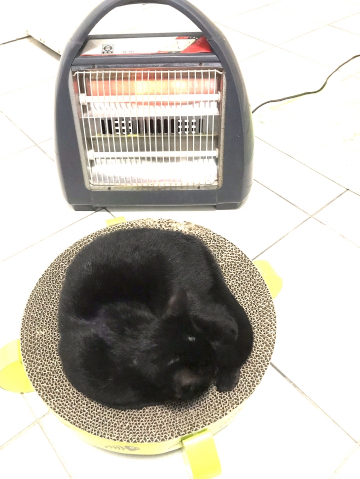 點我看大圖 各位高手會怎麼修黑貓的照片?