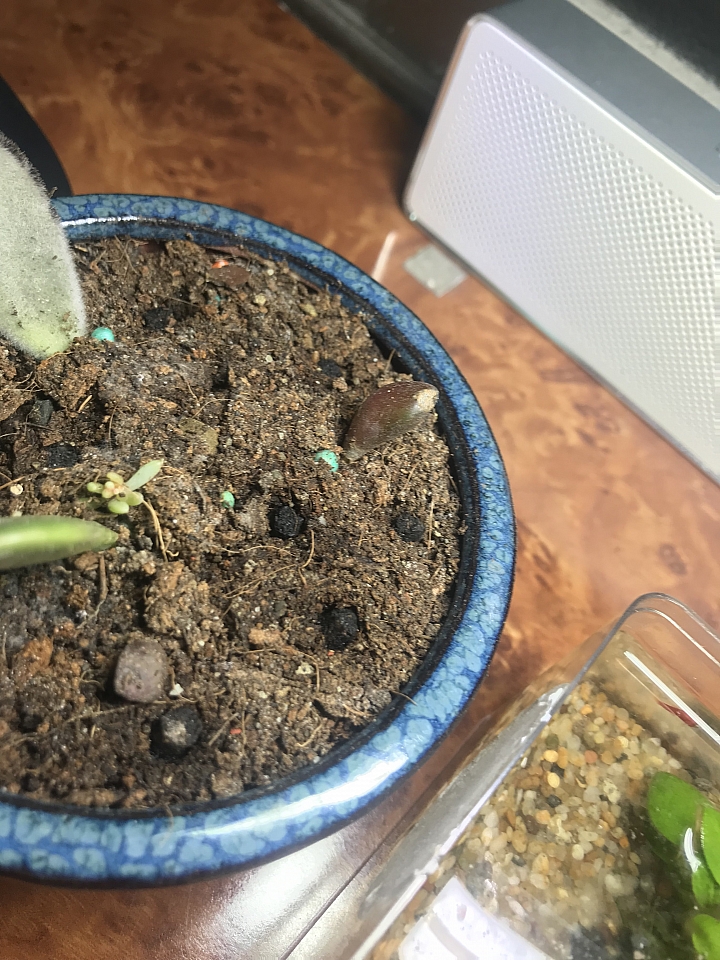 「請益」各位版上大大，請問這3片是甚麼多肉植物？