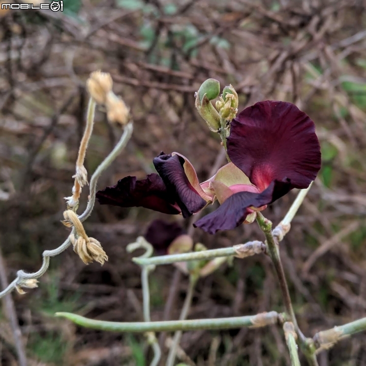 花旗木 台南市永康區忠孝運動公園 03/03