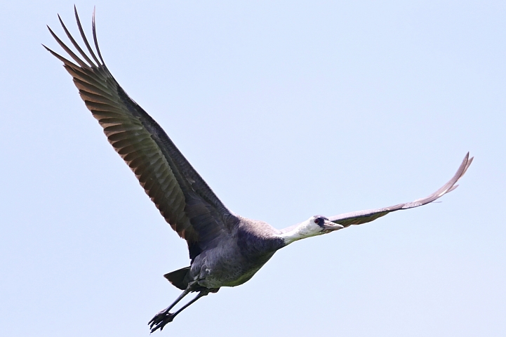 車城生態豐富，白頭鶴受到當地民眾保護照顧，選擇定點等待減少干擾是拍攝最好方式。