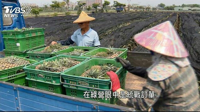 綠營鐵票區生鏽，農民紛紛轉挺國民黨，難怪蔡桶要發飆！