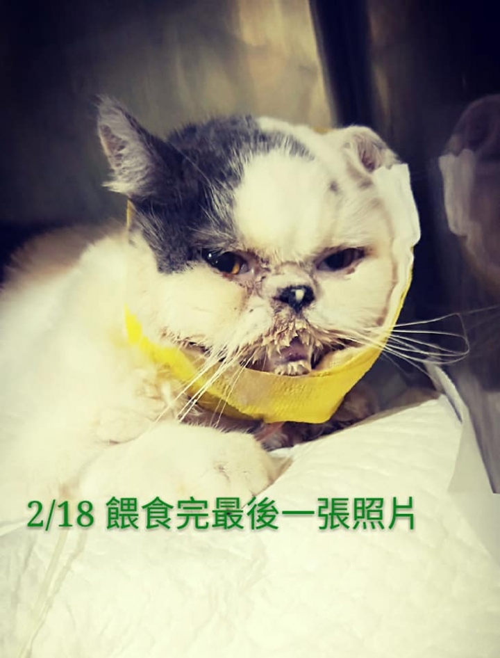 人生中最大的錯誤就是把我最愛的 “臭胖呆”親手送到--> 中壢24h磨鼻子醫院!!!!!!!!!!!!!!!!