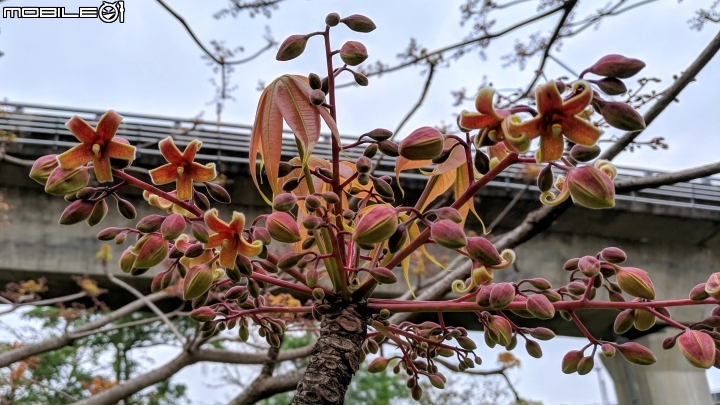 掌葉蘋婆 台南市東區林森路一段 03/17