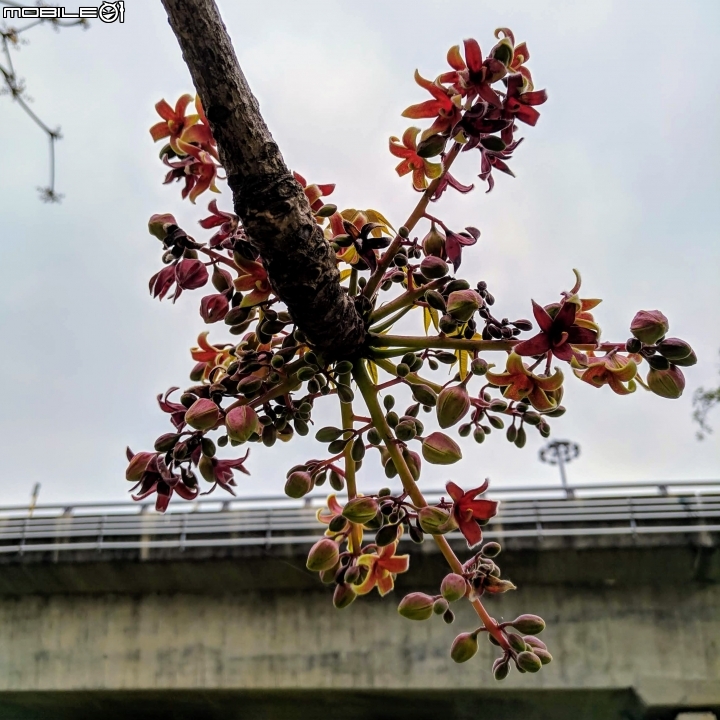 掌葉蘋婆 台南市東區林森路一段 03/17