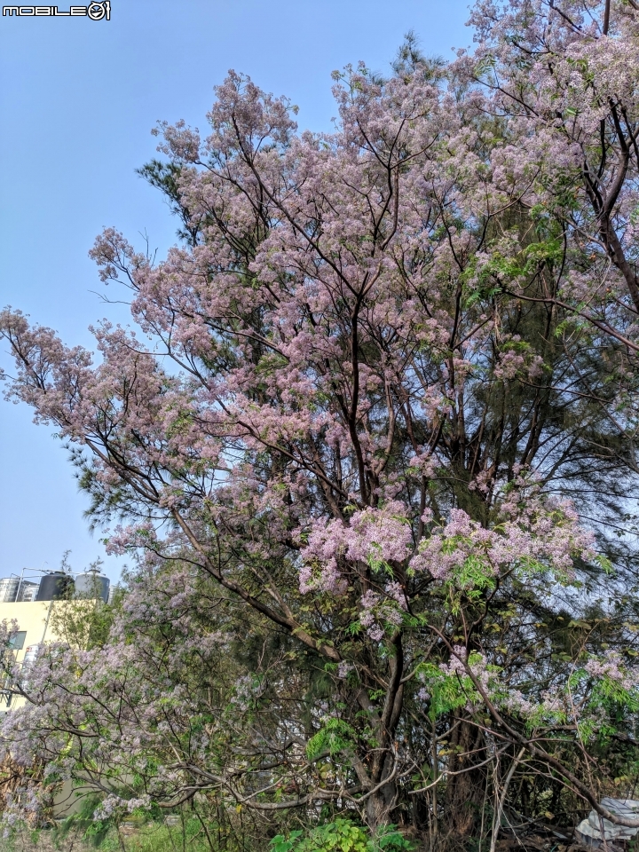 苦楝木 台南市安平區洲安一街 03/17