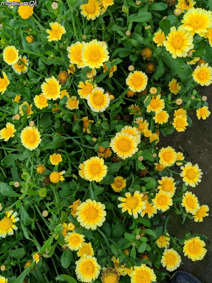 茼蒿花 台南市學甲區光華里 03/16