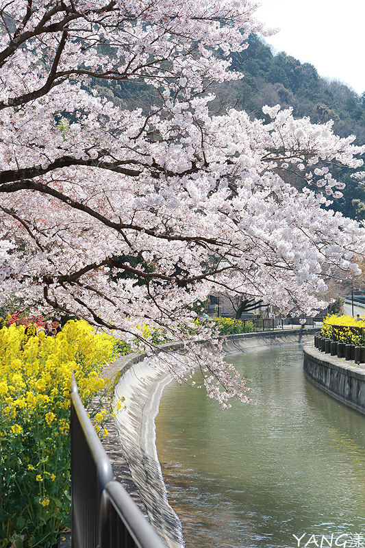 【京都】山科疏水,櫻花、油菜花與疏水道組成的美麗景色