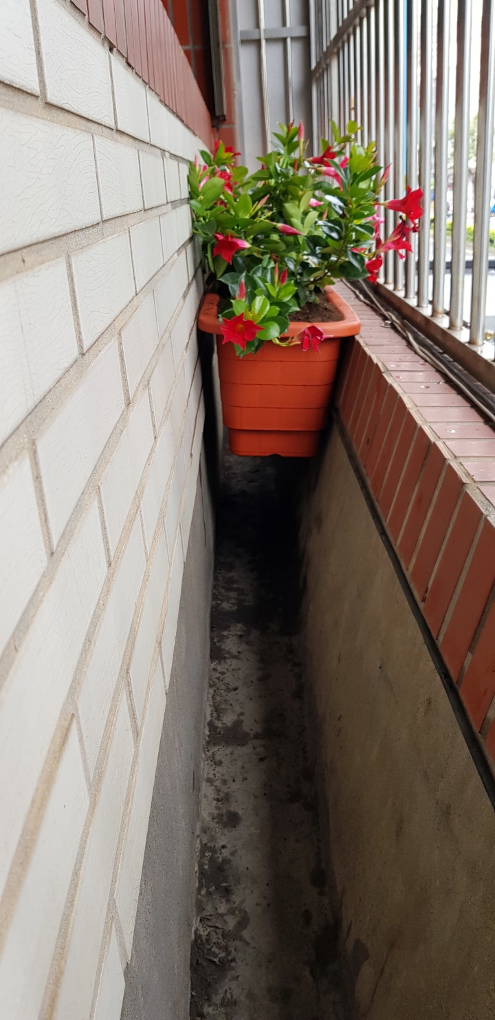 花檯無排水，花要怎麼種