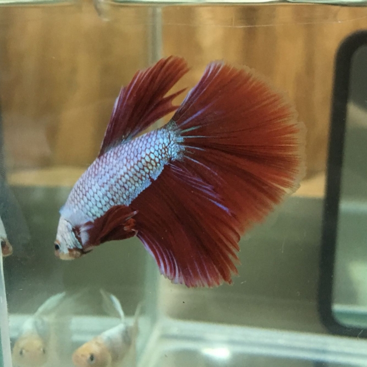 半月鬥魚疑似生病「夾尾」， 該怎麼辦？！