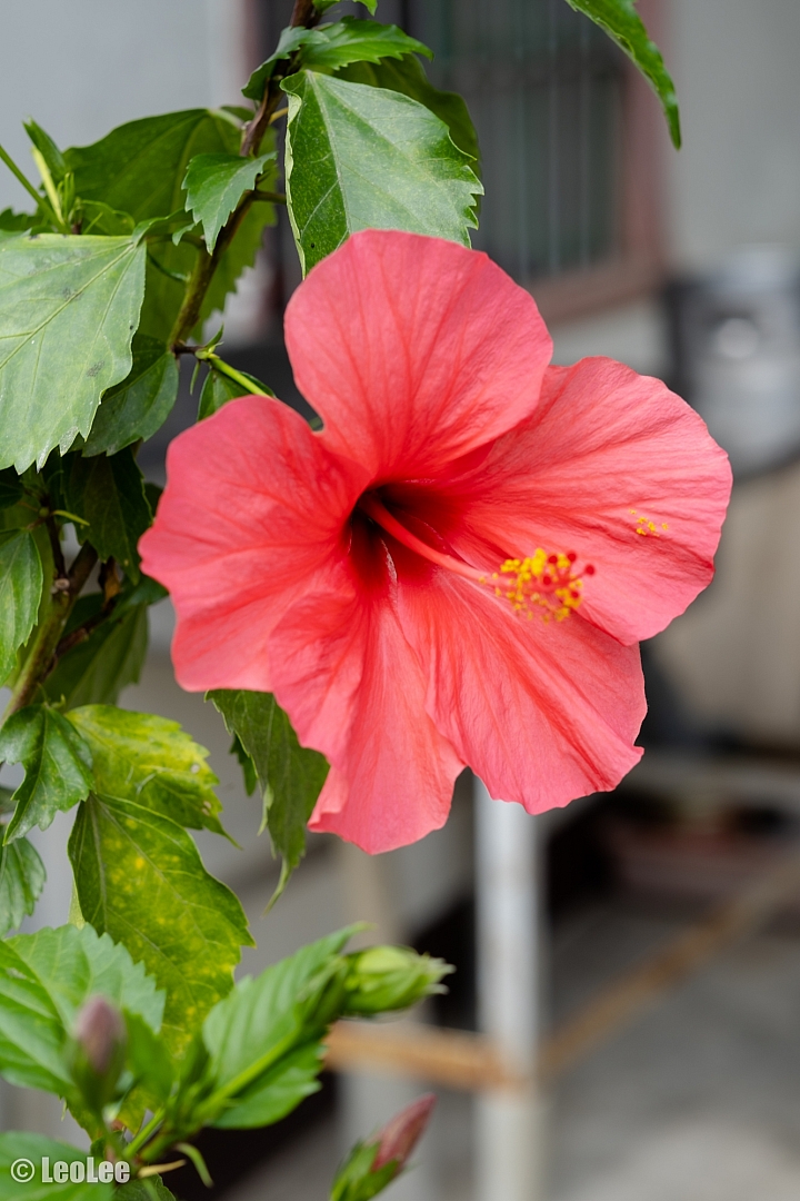 X-T3鄉間56mm初體驗
