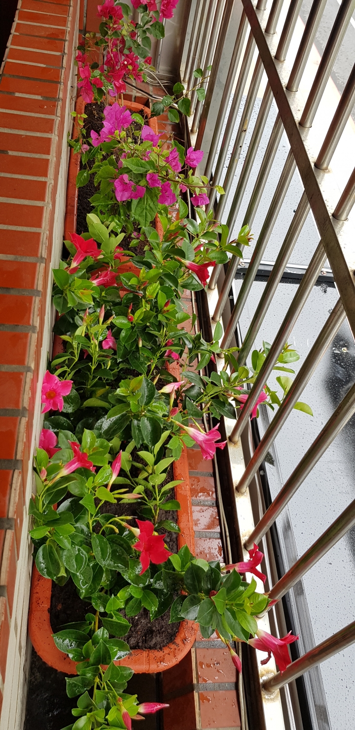 花檯無排水，花要怎麼種