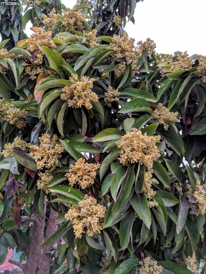 油菜花 台南市學甲區光華里 03/09