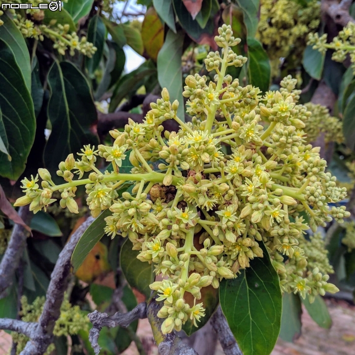 油菜花 台南市學甲區光華里 03/09