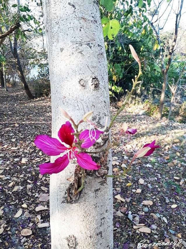 潭雅神綠園道｜S彎道逍遙鐵馬行,春光明媚賞花去 - 達人Emily的播報台
