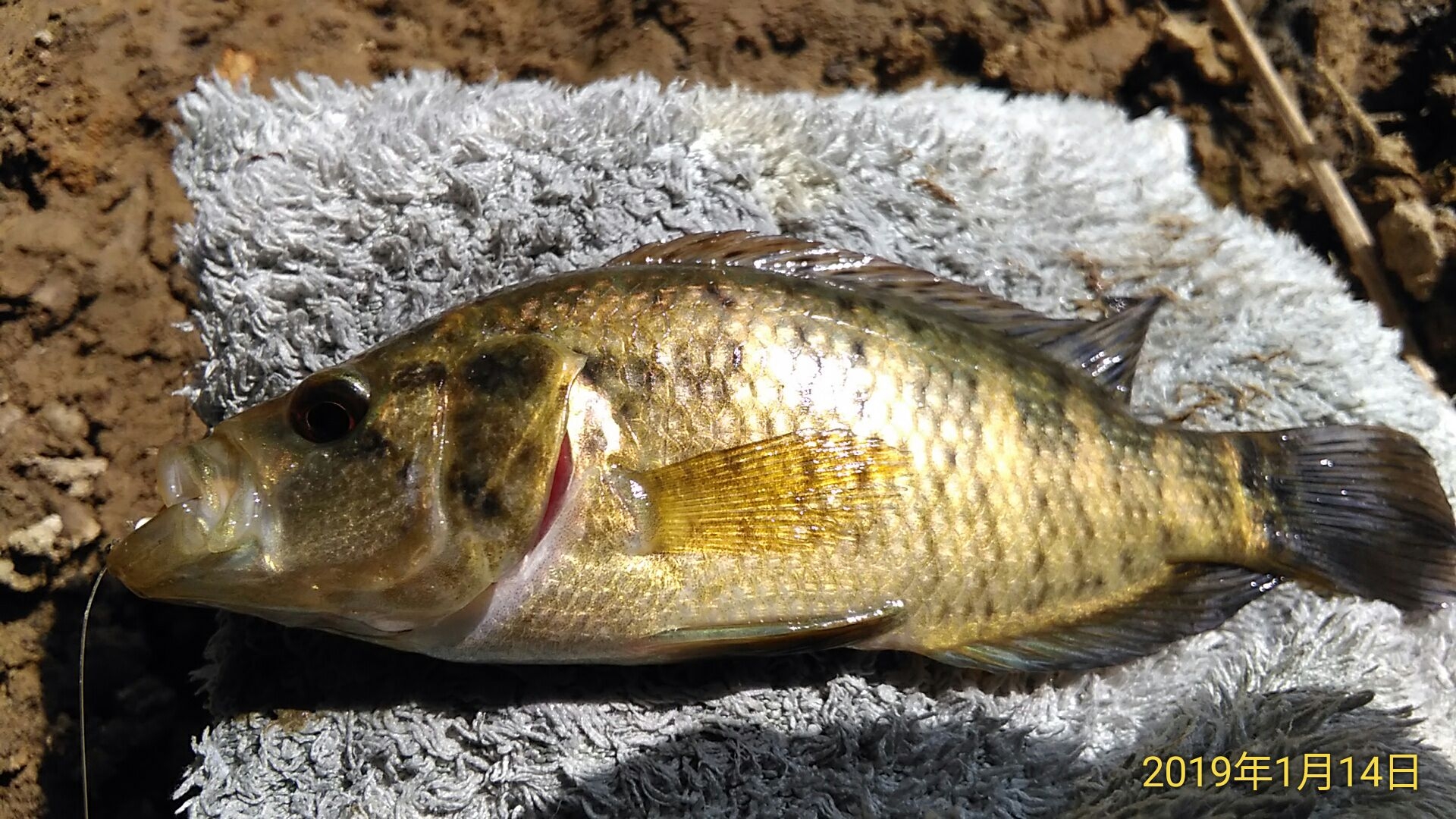 請問這是什麼淡水魚?