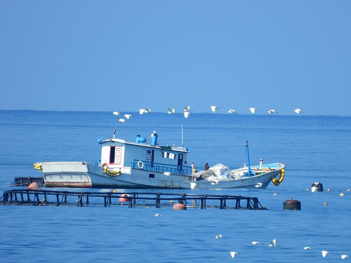 車城生態豐富，白頭鶴受到當地民眾保護照顧，選擇定點等待減少干擾是拍攝最好方式。