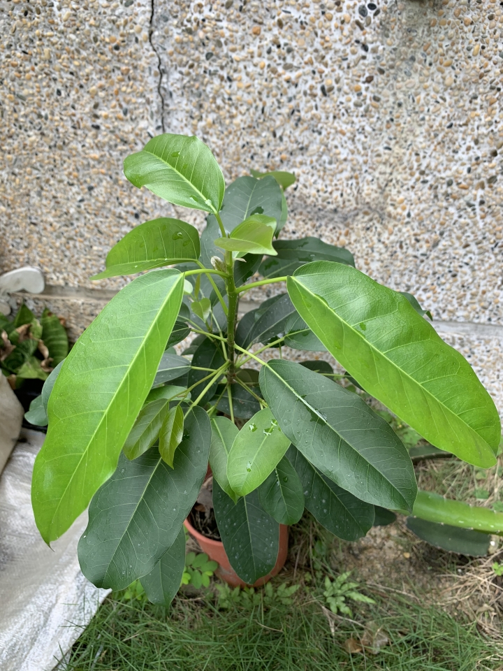 請問這是什麼植物