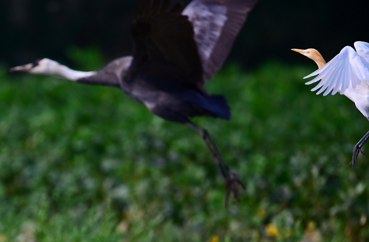車城生態豐富，白頭鶴受到當地民眾保護照顧，選擇定點等待減少干擾是拍攝最好方式。