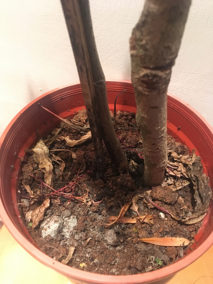 六倍利&白玉蝴蝶